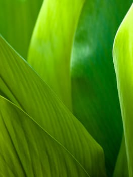 Green leaf background abstract of nature