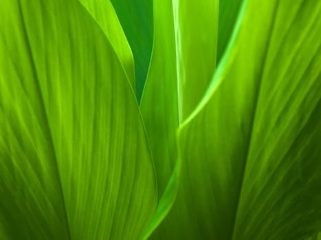 Green leaf background abstract of nature