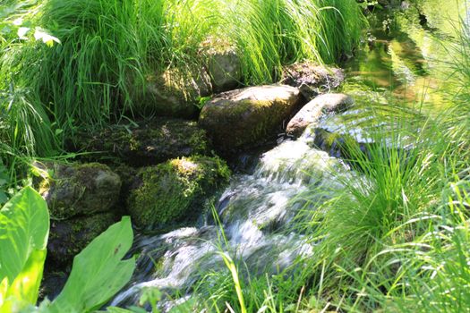 romantic creek surrounded by exotic plants - horizontal
