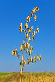 Ripened spike of oats over the field against blue sky