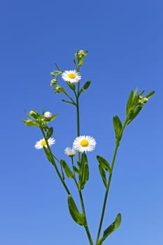 Plant of daisies against a background of a blue sky