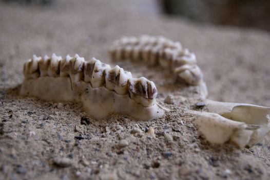 A fossil of a part of head in the sand