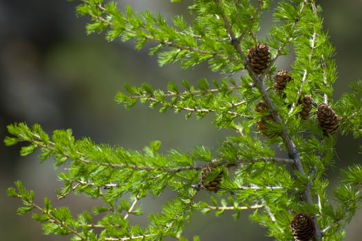 Green young pine tree branch in the forest