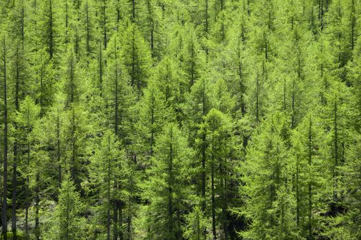 Full image of a coniferous trees in the forest