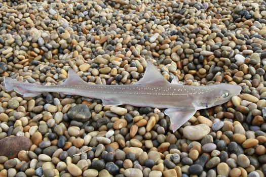 shark