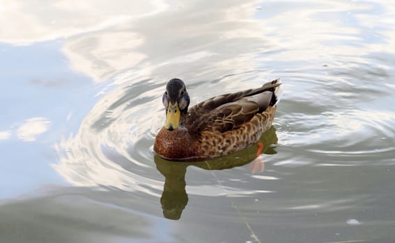 duck swims on water,river, summer,a day, ildlife