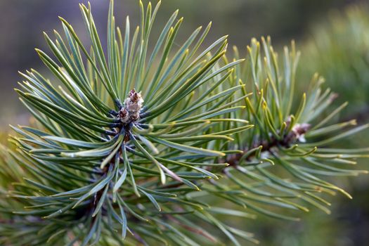 Pine branch in vivo. Macro