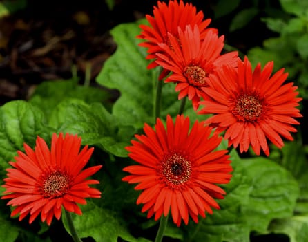 Red gerbera daisy plant with multiple blooms