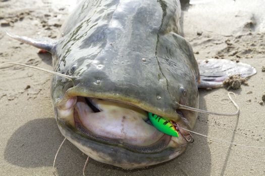 catfish