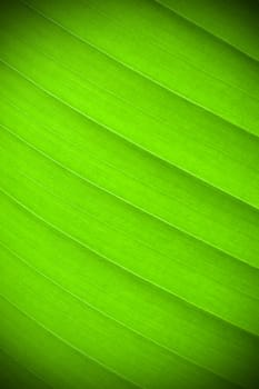 A close up of a green leaf