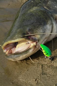 catfish