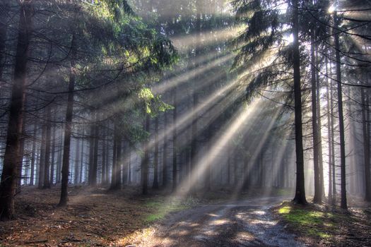 Image of the conifer forest in the early morning - a film of mist