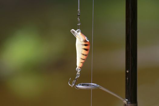 bait