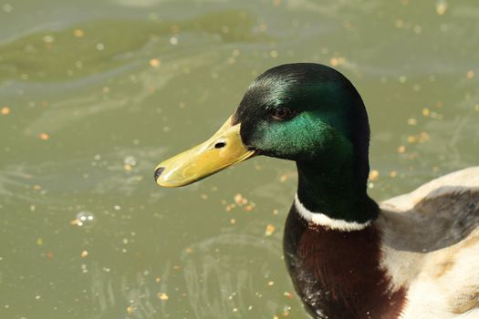 duck