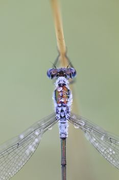 dragonfly