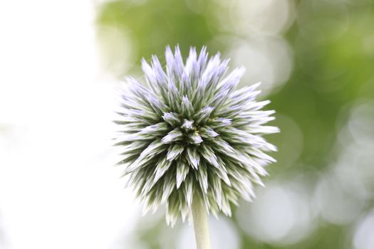 grass,