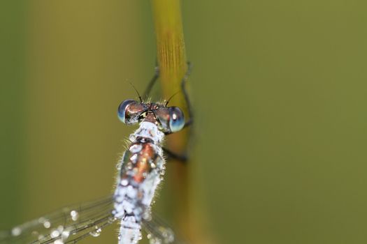 dragonfly