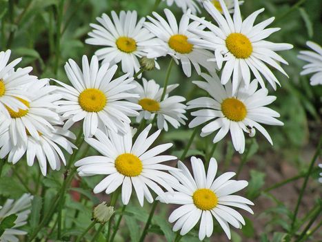 Close up of the several camomiles.