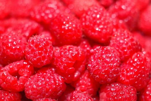 macro of sweet red raspberry. fresh desert fruits