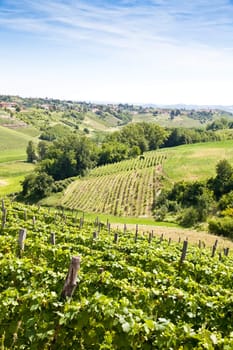 Barbera vineyard during spring season, Monferrato area, Piedmont region, Italy