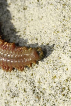 ragworm