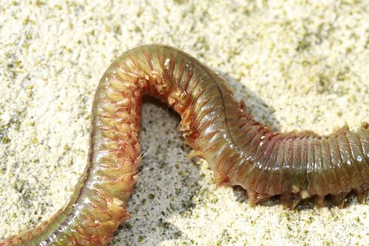 ragworm