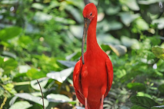 Scarlet Ibis (Eudocimus ruber) red tropical bird
