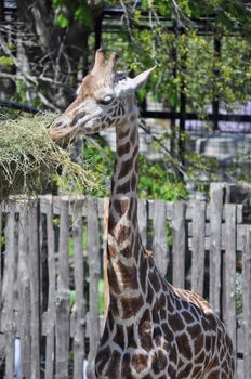 Giraffe, Giraffa Camelopardalis (Kingdom Animalia, Phylum Chordata, Class Mammalia, Order Artiodactyla, Family Giraffidae)