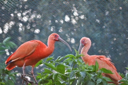 A Pelican of the bird family Pelecanidae