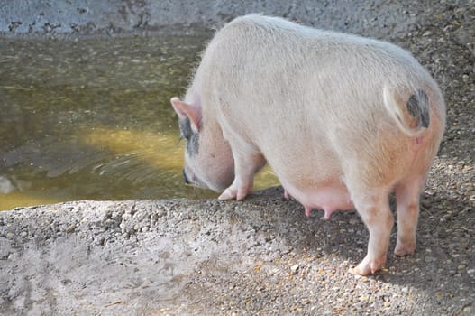 Pig (Kingdom Animalia, Phylum Chordata, Class Mammalia Theria Eutheria, Order Artiodactyla, Family Suidae Suinae)