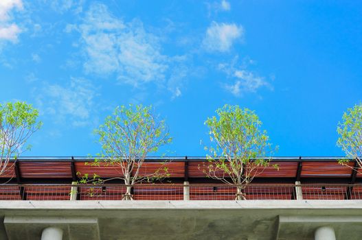 trees on roof deck