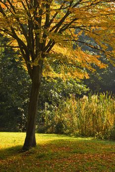 The colors of a tree in autumn after a rainy night