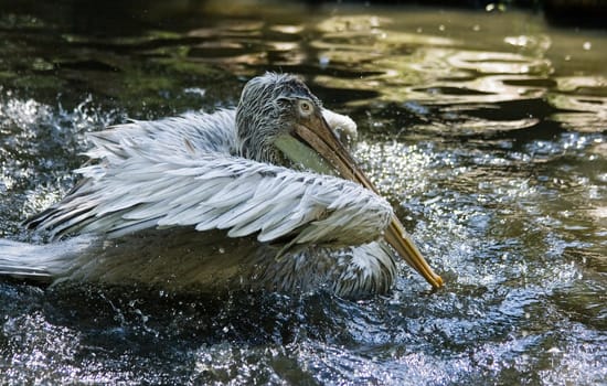 Pelican splashing his wings in the water having his daily bath