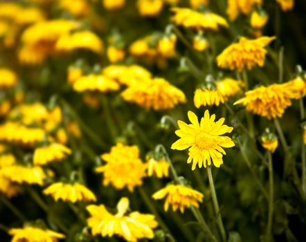 Yellow chrysanthemum flowers with one in focus and the rest blurred by the small aperture