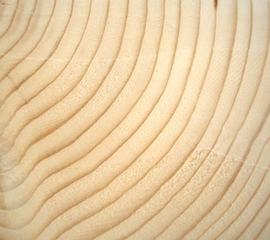Wood cross section with annual growth rings 