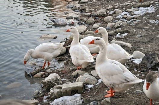 Duck, in the family of Anatidae birds