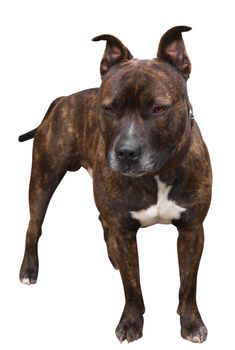 Staffy Mastiff Cross isolated with clipping path