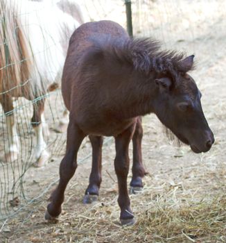 Little and young horse turning his head