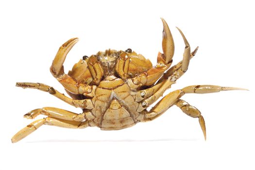 Close view detail of a orange crab isolated on a white background.