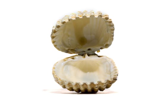 Close view detail  of a cockle shell isolated on a white background.