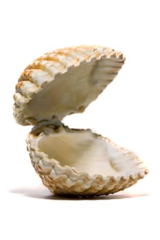 Close view detail  of a cockle shell isolated on a white background.