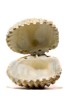 Close view detail  of a cockle shell isolated on a white background.