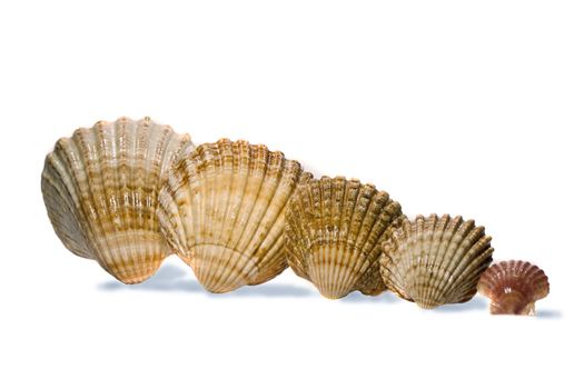 Close view detail of a bunch of sea shells aligned and isolated on a white background.