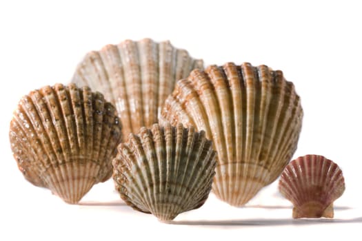 Close view detail of a bunch of seashells isolated on a white background.