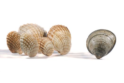 Close view detail of a bunch of seashells isolated on a white background.