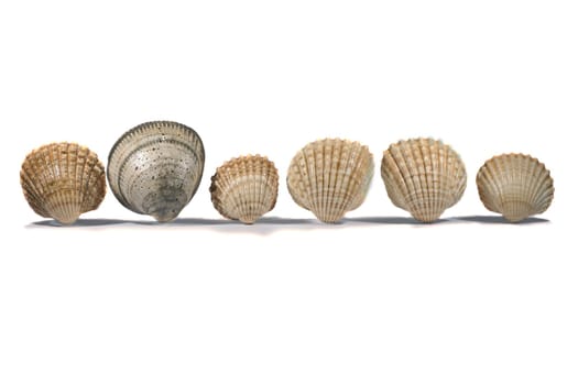 Close view detail of a bunch of seashells isolated on a white background.