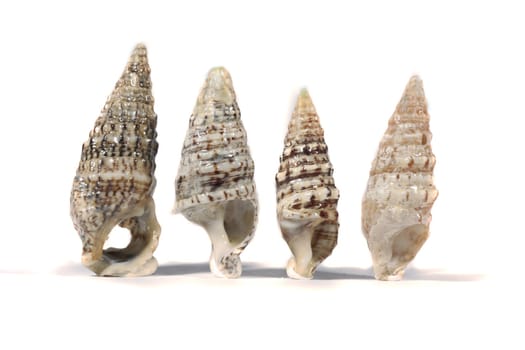 Close view detail of a group of different seashells isolated on a white background.
