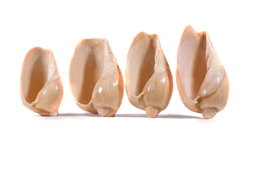 Close view detail of a group of different seashells isolated on a white background.