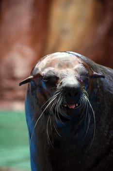 Close up view of a South-African Fur Seal on a waterpark.