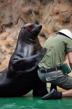 Close up view of a South-African Fur Seal performing a show on a waterpark.